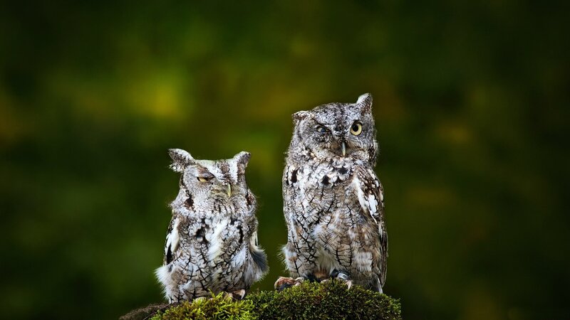 Two Screech Owls