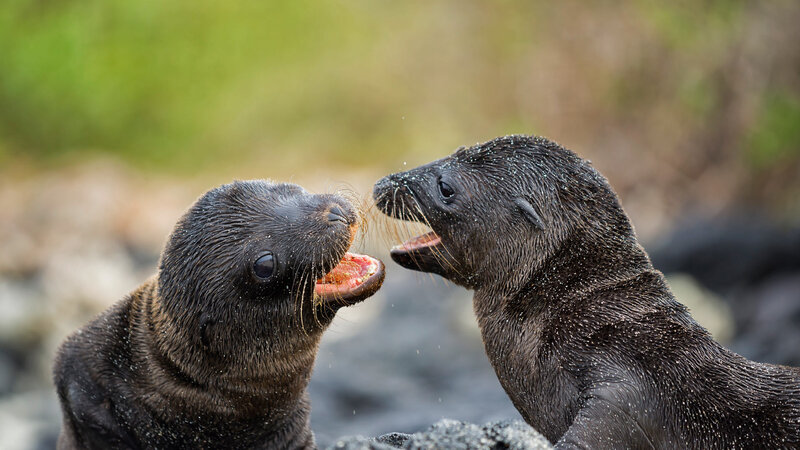 Two Sea Lion Pups