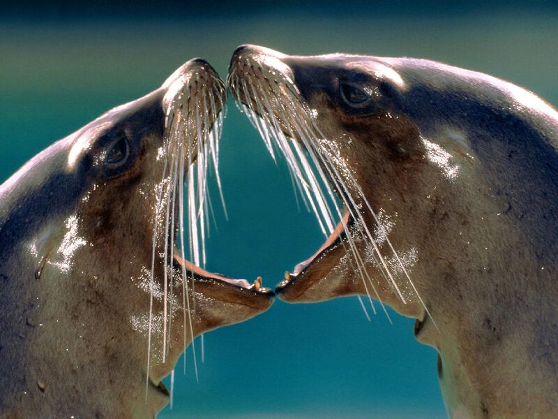 Two Sea Lions Facing — Blue