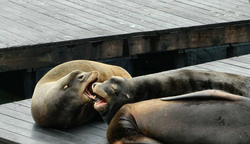 Two Sea Lions Fighting