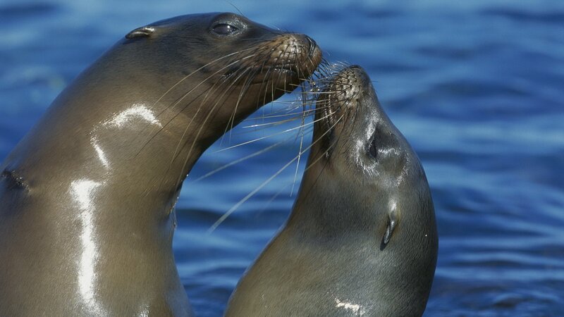 Two sea lions interacting in water