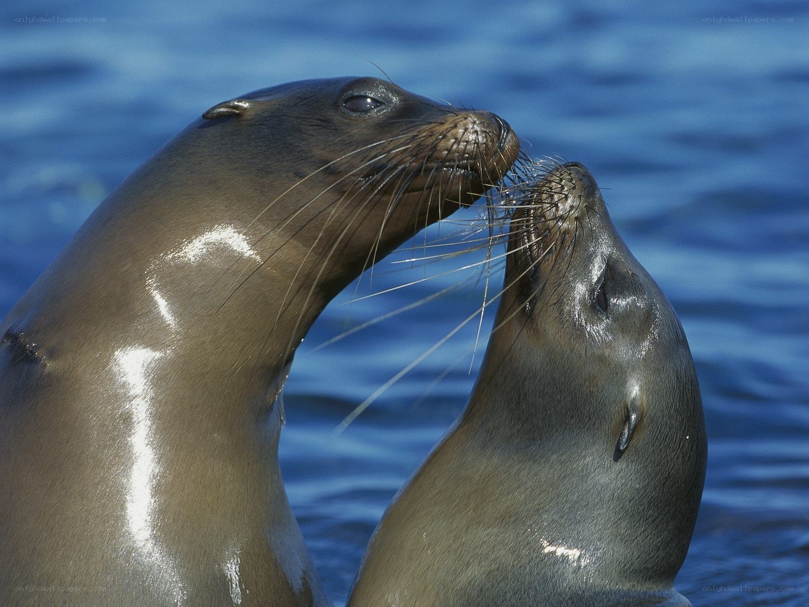 Two sea lions interacting