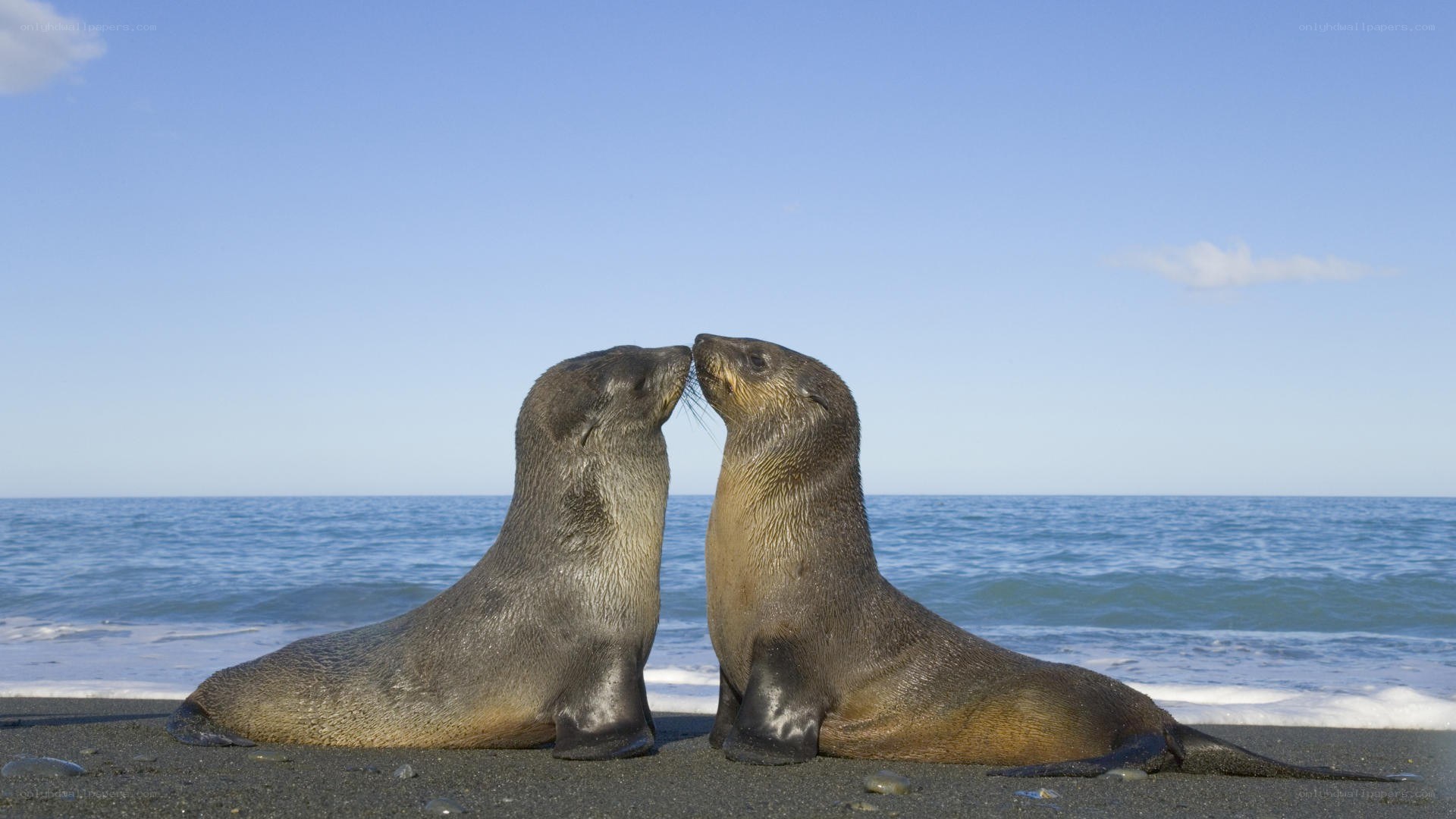 Two sea lions on a beach