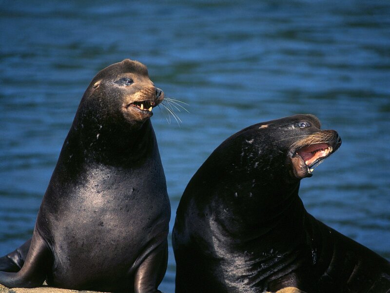 Two sea lions on a rock