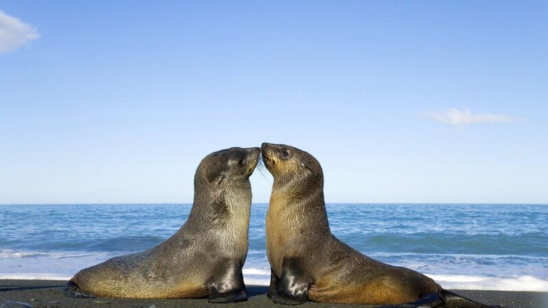Two Sea Lions on Beach — Blue, Serene