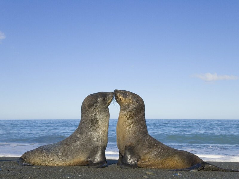 Two Sea Lions on Beach — Blue