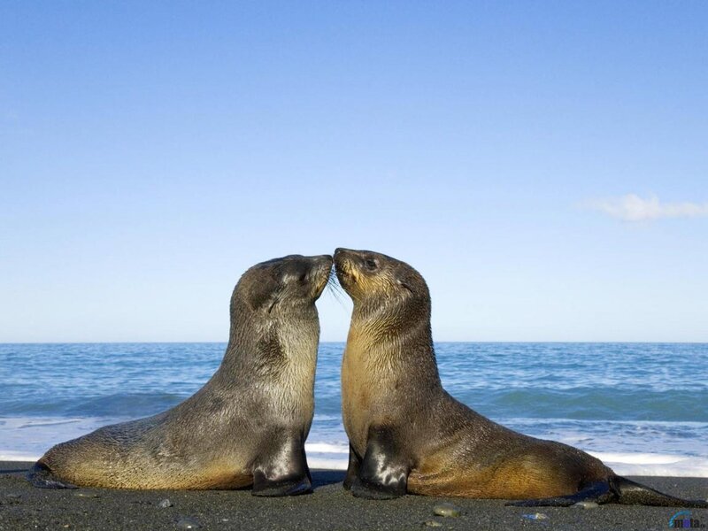 Two Sea Lions on Beach
