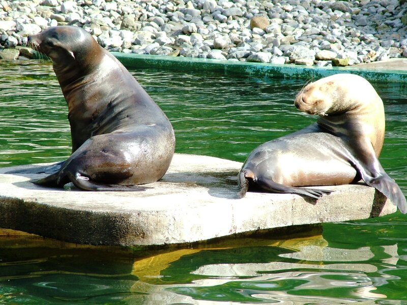 Two Sea Lions on Rock