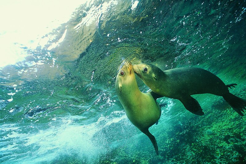 Two sea lions playing underwater