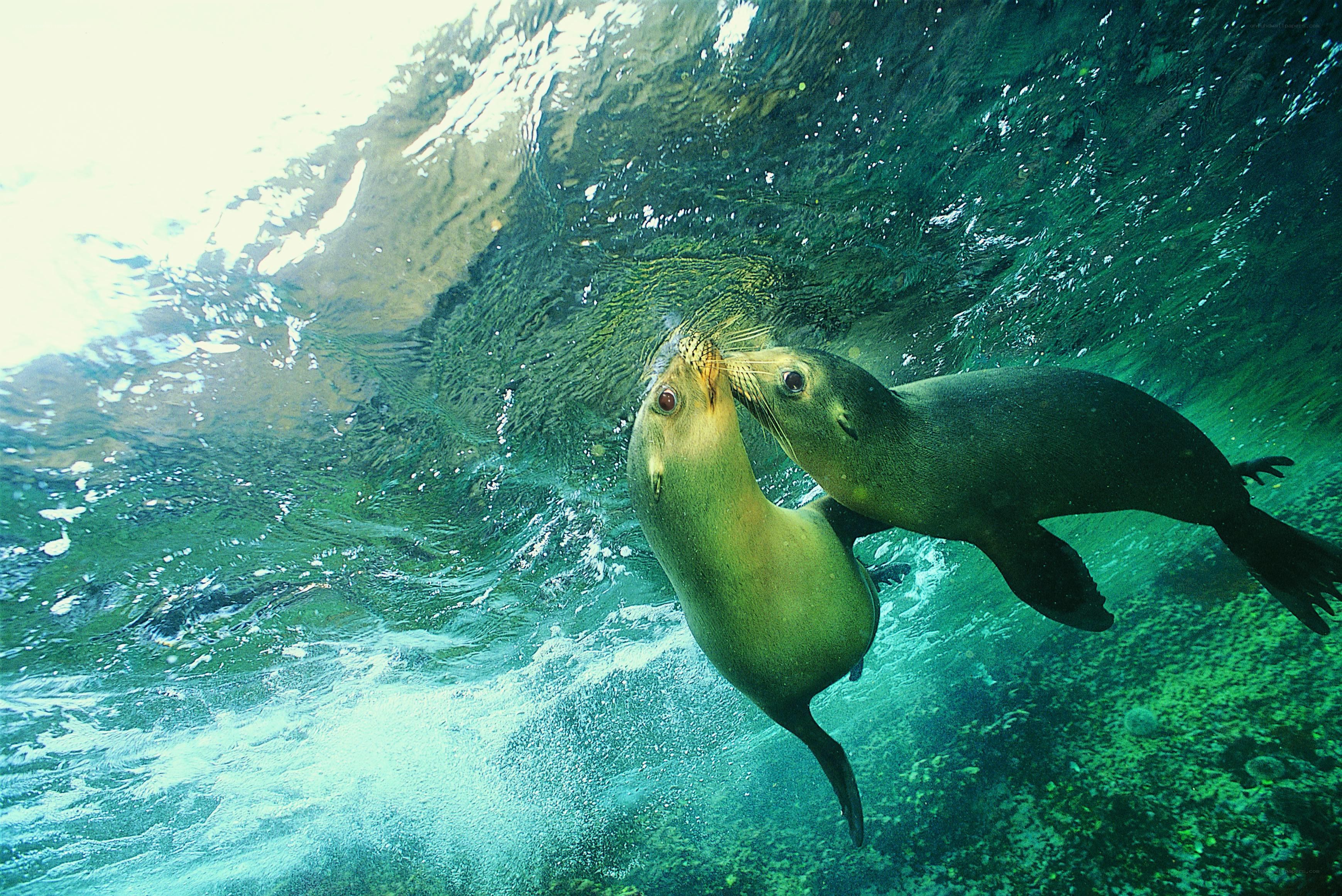 Two sea lions playing underwater