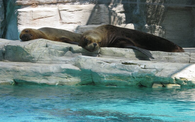 Two Sea Lions Resting