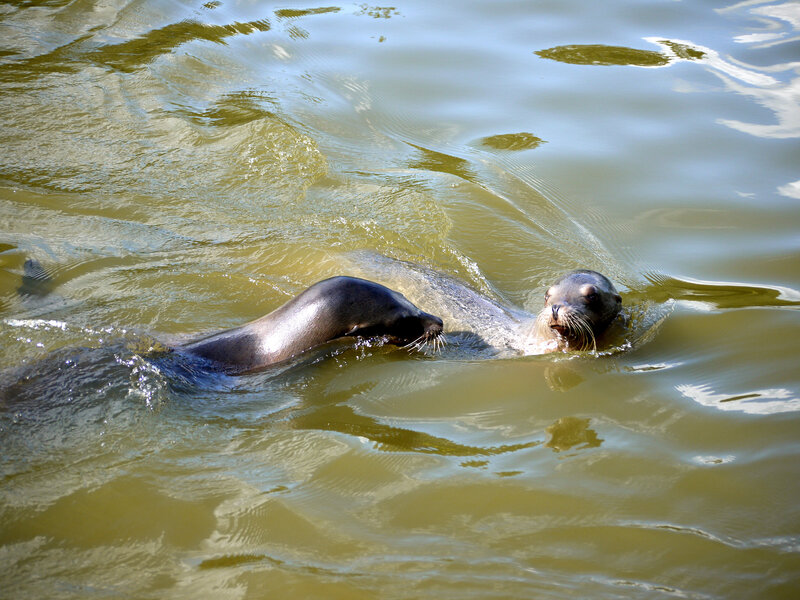 Two Sea Lions Swimming