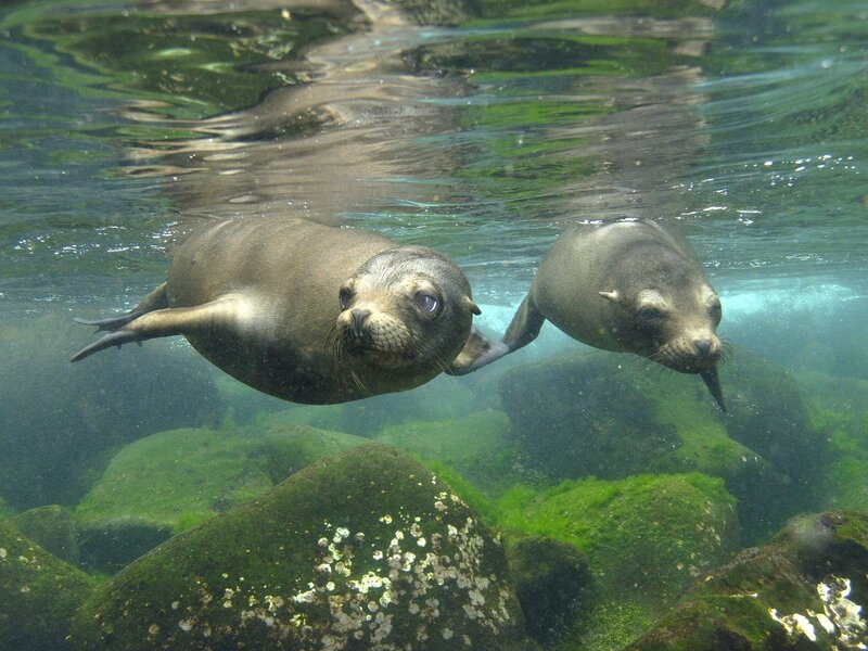 Two sea lions swimming underwater