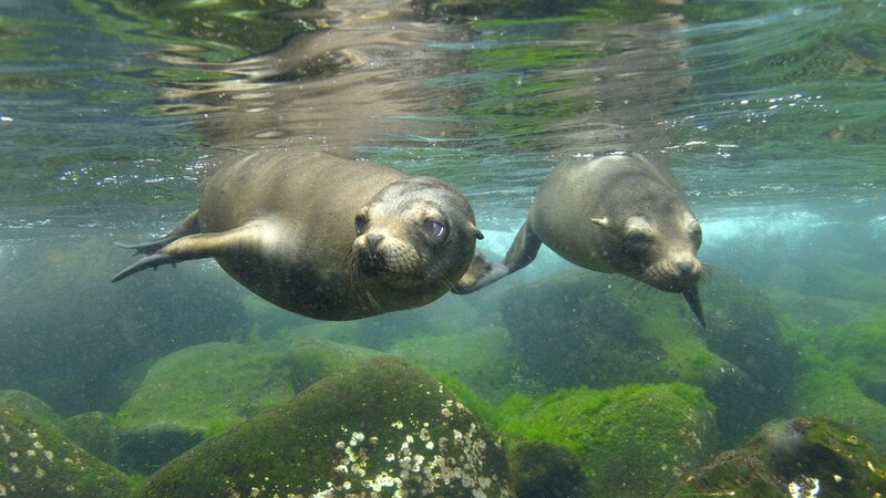 Two sea lions swimming underwater
