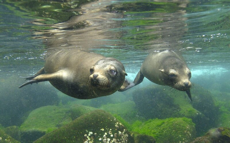 Two sea lions swimming underwater