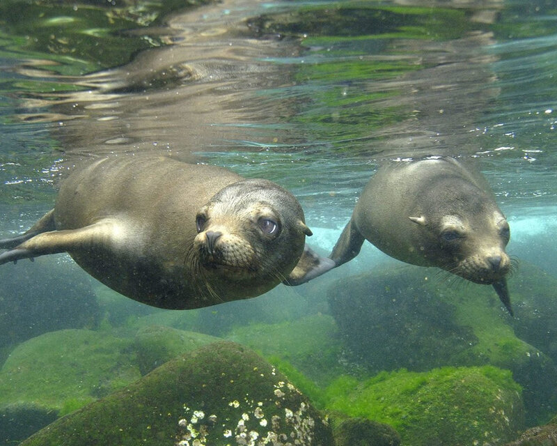 Two sea lions swimming underwater