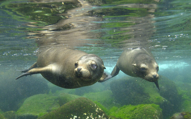 Two sea lions swimming underwater