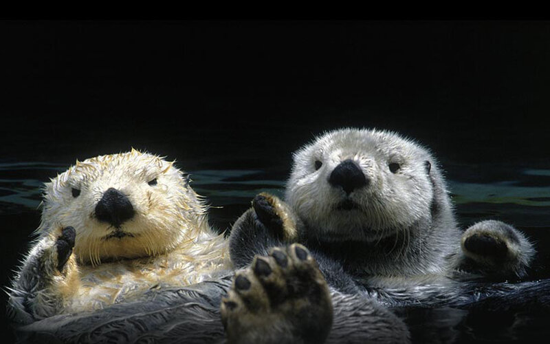 Two sea otters floating
