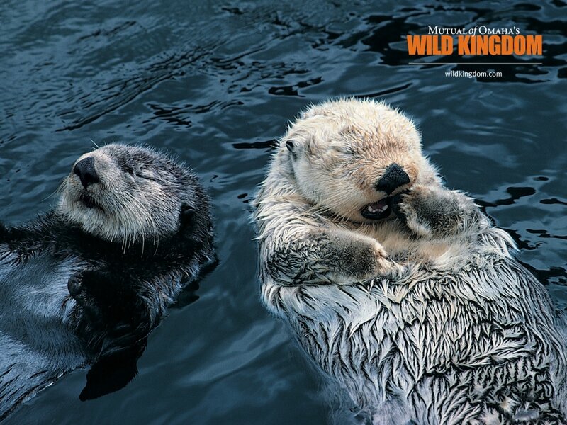 Two Sea Otters Floating — Blue, Calm