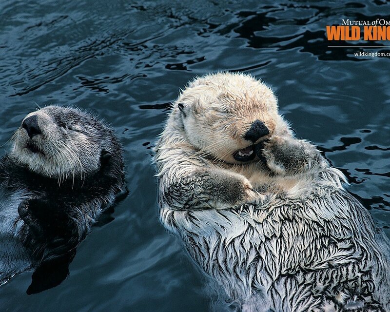Two Sea Otters Floating — Blue