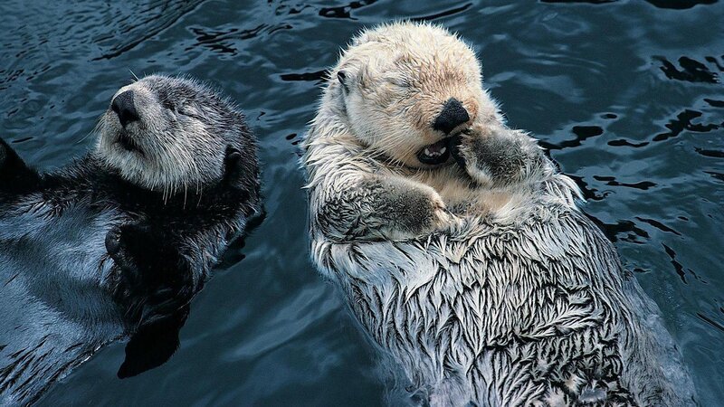 Two sea otters floating in water