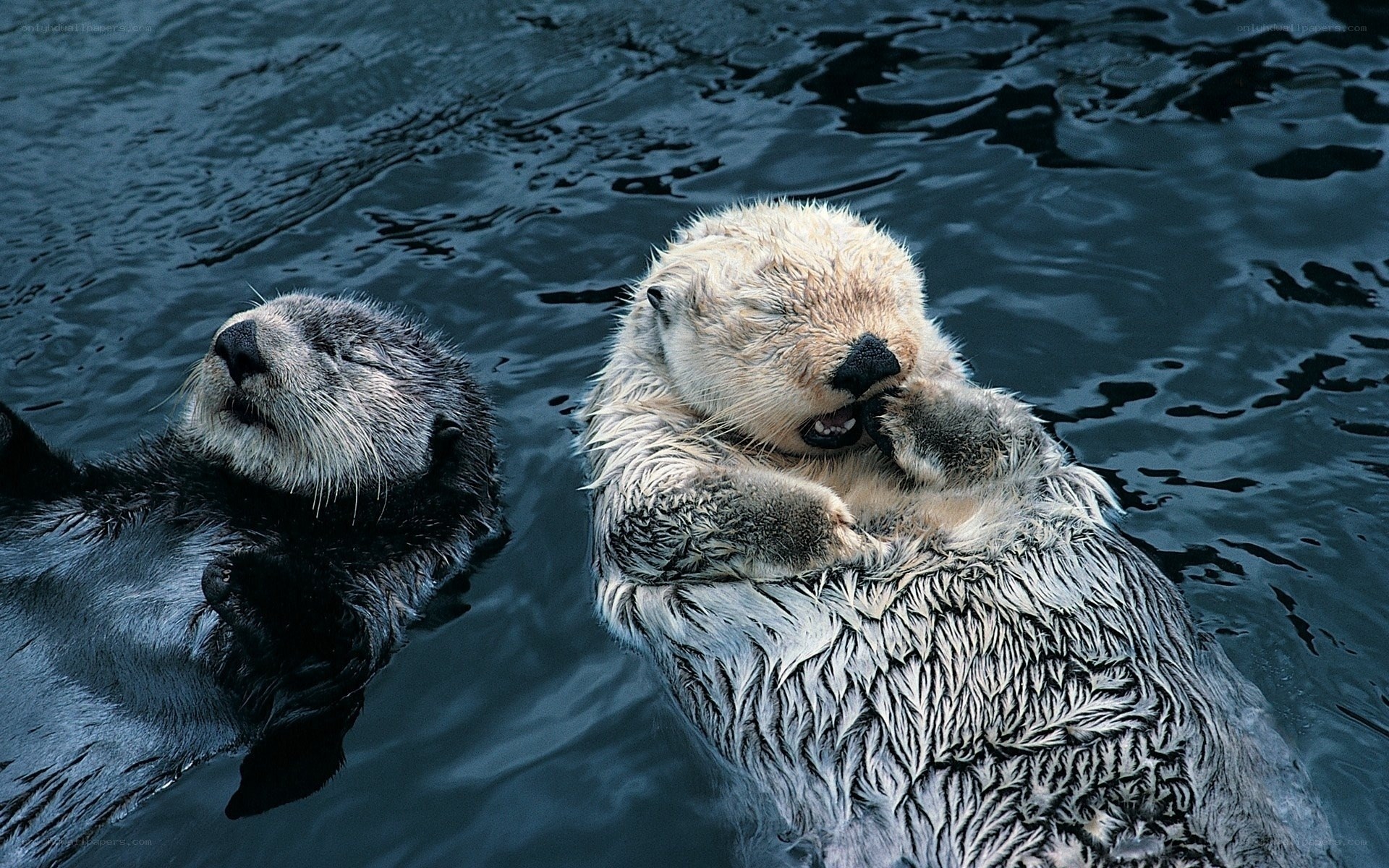 Two sea otters floating in water