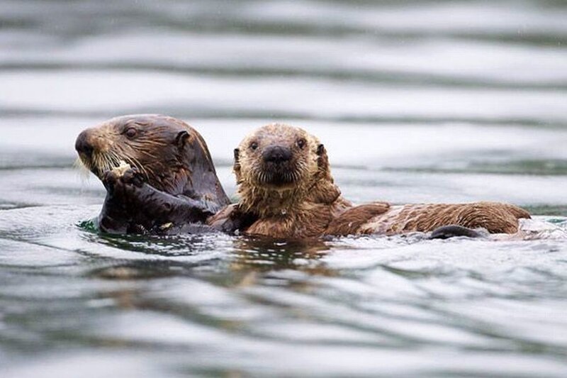 Two Sea Otters in Water