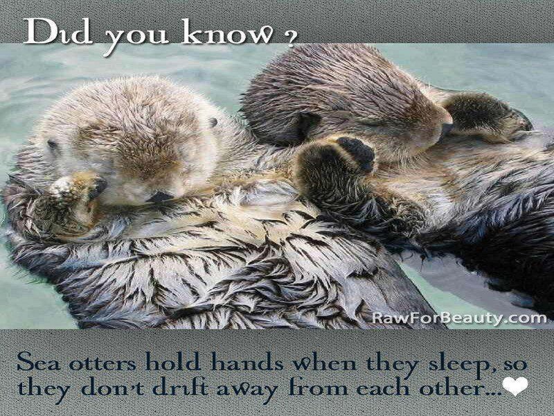 Two Sea Otters