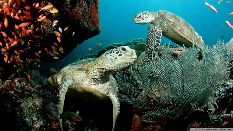 Two Sea Turtles — Blue, Serene