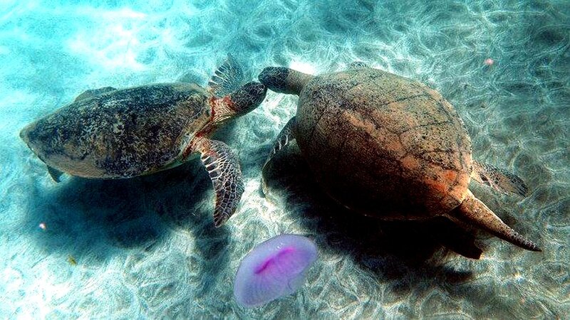 Two Sea Turtles — Blue