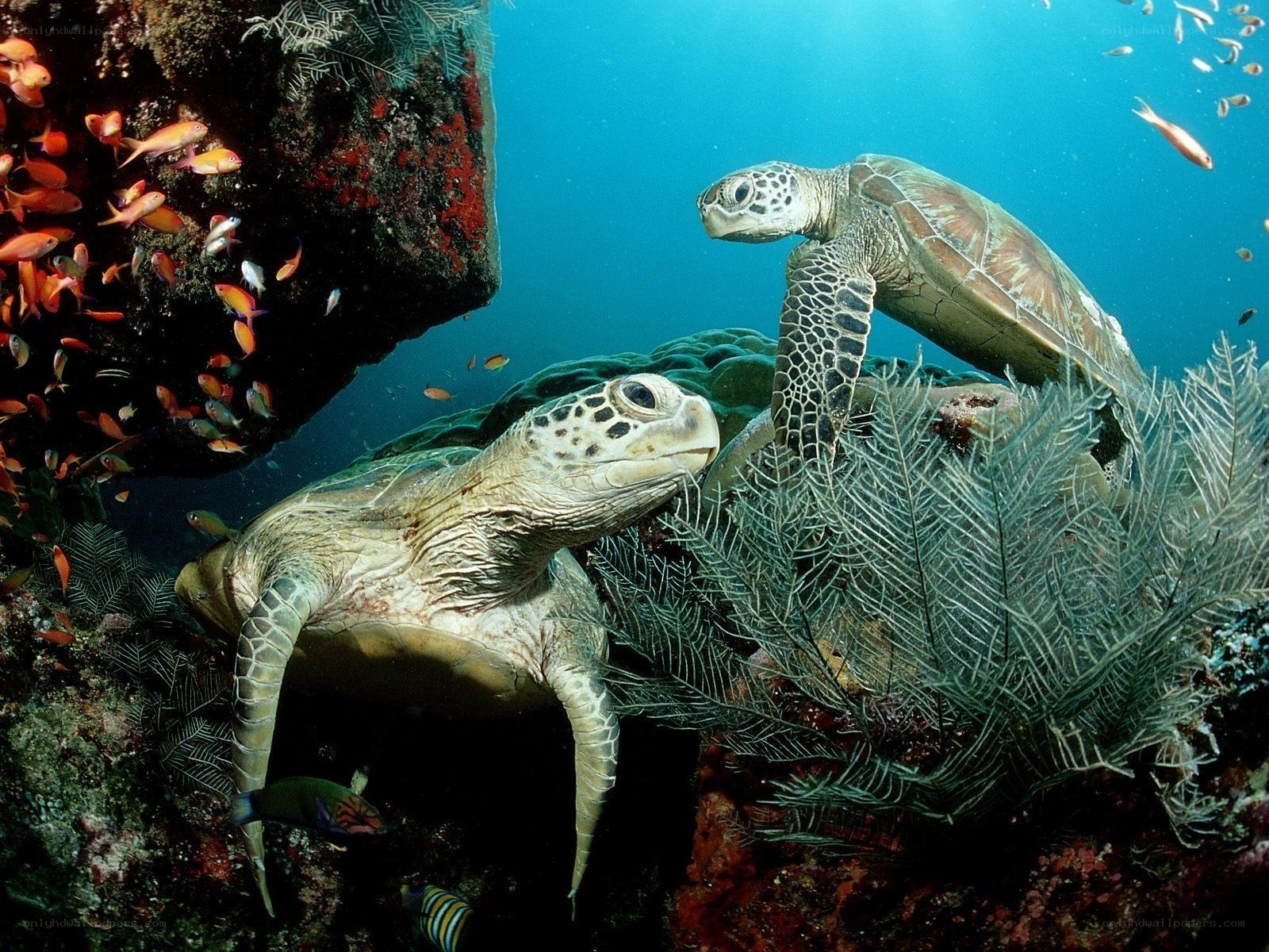 Two sea turtles in coral reef