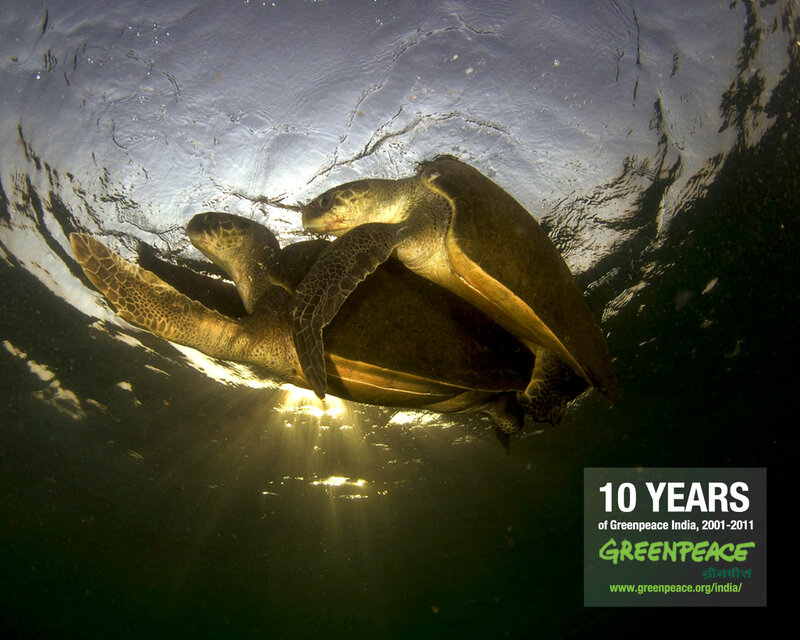 Two Sea Turtles Mating