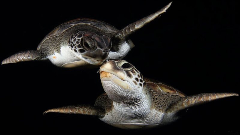 Two Sea Turtles Swimming — Black