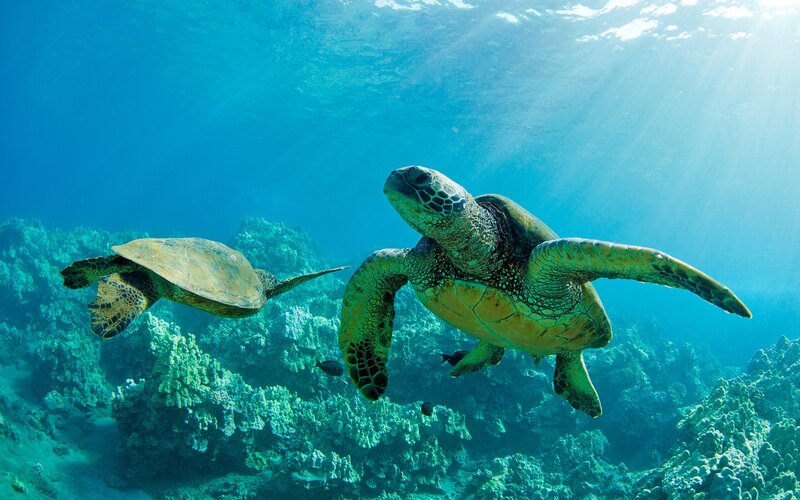 Two Sea Turtles Swimming — Blue, Serene, Afternoon