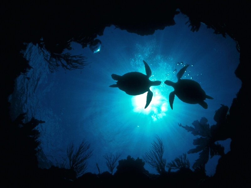 Two Sea Turtles Swimming — Blue, Serene, Photograph