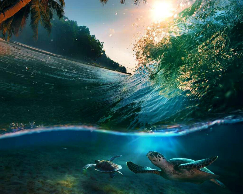 Two Sea Turtles Swimming — Blue, Serene