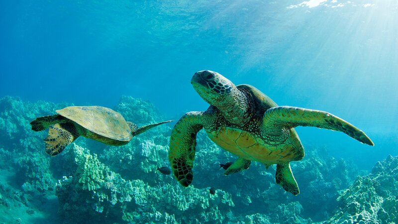Two Sea Turtles Swimming — Blue