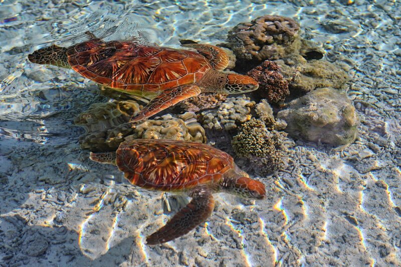 Two Sea Turtles Swimming — Brown, Serene