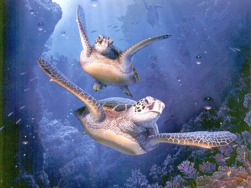Two Sea Turtles Swimming