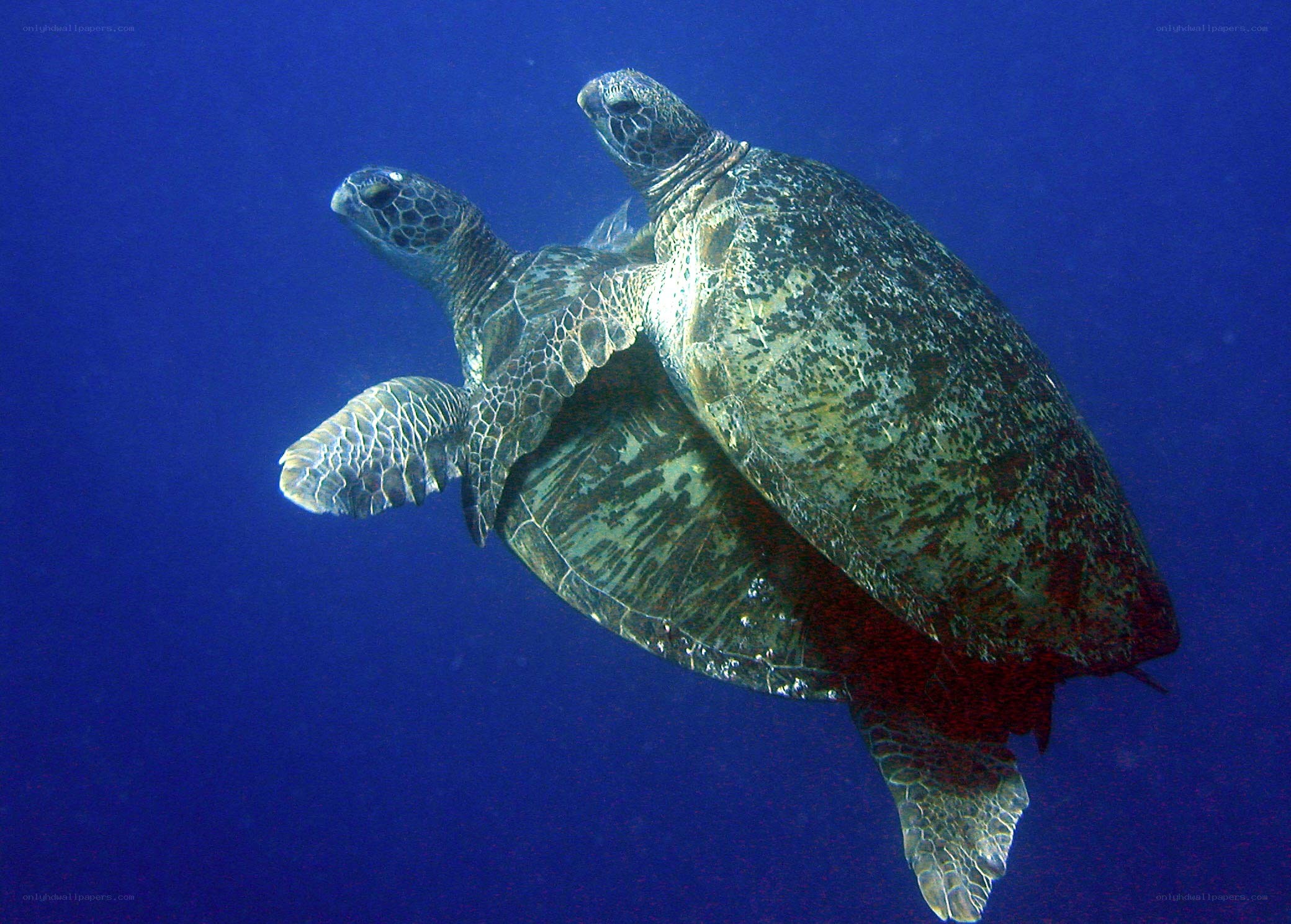 Two sea turtles swimming together