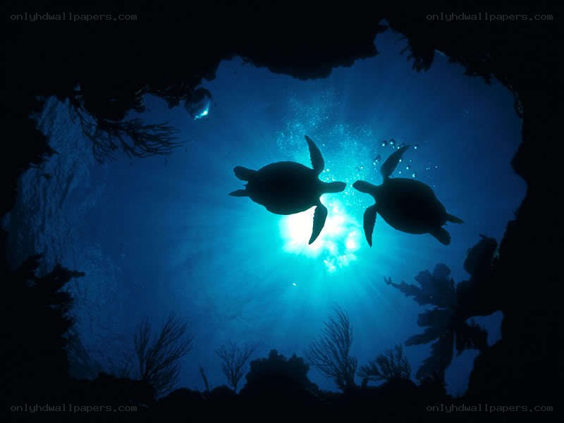 Two sea turtles swimming underwater