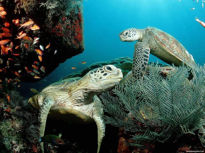 Two Sea Turtles