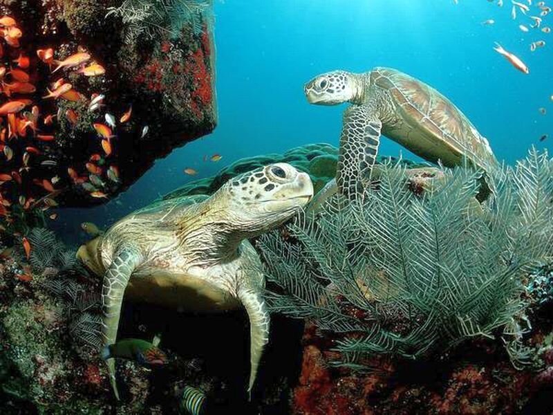 Two Sea Turtles Underwater