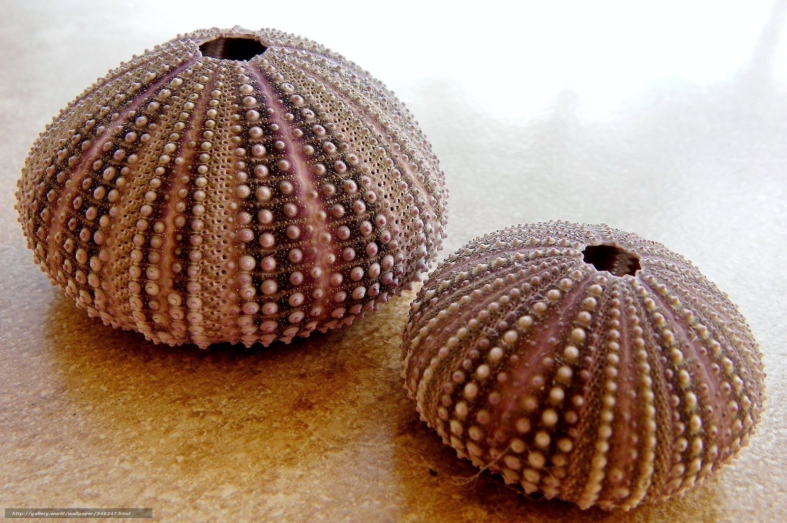 Two sea urchin shells