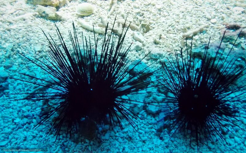 Two Sea Urchins
