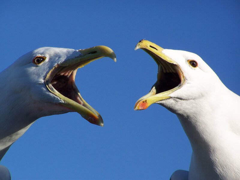 Two Seagulls Facing — Blue