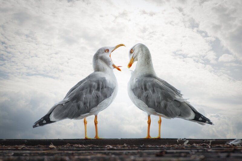 Two Seagulls Facing