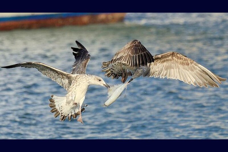 Two Seagulls Fighting