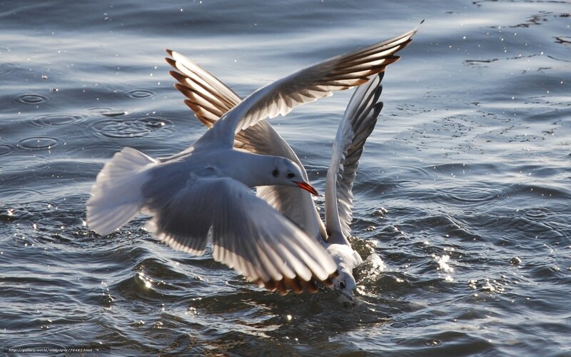 Two Seagulls Fighting — White