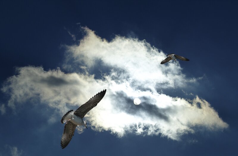 Two Seagulls Flying — Blue, Dramatic